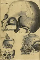 An illustration from Corporis humani disquisitio anatomica : in qua sanguinis circulationem in quavis corporis particula plurimis typis novis (1651)