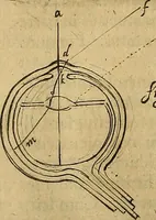 An illustration from Corporis humani disquisitio anatomica : in qua sanguinis circulationem in quavis corporis particula plurimis typis novis (1651)