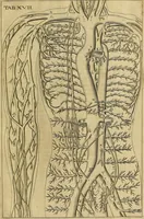 An illustration from Corporis humani disquisitio anatomica : in qua sanguinis circulationem in quavis corporis particula plurimis typis novis (1651)