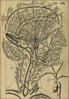 An illustration from Corporis humani disquisitio anatomica : in qua sanguinis circulationem in quavis corporis particula plurimis typis novis (1651)