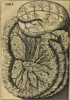 An illustration from Corporis humani disquisitio anatomica : in qua sanguinis circulationem in quavis corporis particula plurimis typis novis (1651)