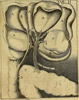 An illustration from Corporis humani disquisitio anatomica : in qua sanguinis circulationem in quavis corporis particula plurimis typis novis (1651)