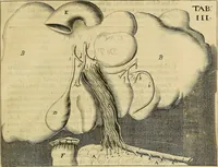 An illustration from Corporis humani disquisitio anatomica : in qua sanguinis circulationem in quavis corporis particula plurimis typis novis (1651)