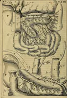 An illustration from Corporis humani disquisitio anatomica : in qua sanguinis circulationem in quavis corporis particula plurimis typis novis (1651)