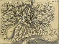 An illustration from Corporis humani disquisitio anatomica : in qua sanguinis circulationem in quavis corporis particula plurimis typis novis (1651)