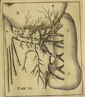 An illustration from Corporis humani disquisitio anatomica : in qua sanguinis circulationem in quavis corporis particula plurimis typis novis (1651)