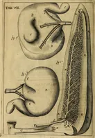 An illustration from Corporis humani disquisitio anatomica : in qua sanguinis circulationem in quavis corporis particula plurimis typis novis (1651)
