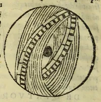Picture 7 of 21 from Cosmographiae introductio : cum quibusdam geometriæ ac astronomiæ principiis ad eam rem necessariis (1541), leaf 22