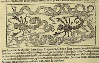 An illustration from Cosmographiae vniuersalis lib. VI. in quibus iuxta certioris fidei scriptores, sine omni cuiuscunq[ue] molestia, uel læsione, describuntur, omnium habitabilis orbis partium situs propriæq[ue] dotes. regionum topographicæ picturæ. ... (1572)