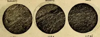 Picture 14 of 37 from Cosmographia Petri Apiani, (1574), leaf 31