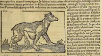 An illustration from Cosmographia vniuersale, nella quale secondo che n'hanno parlato : ipiu veraci scrittori, son designati i siti di tutti gli paësi. I siti de tutte le parti del mondo habitabile, & le proprie doti: le tauole topographice delle regioni ... (1575)
