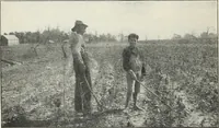 An illustration from The cost of producing cotton : 842 records, 1918 (1920)