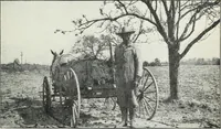 An illustration from The cost of producing cotton : 842 records, 1918 (1920)