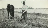 An illustration from The cost of producing cotton : 842 records, 1918 (1920)
