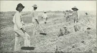 An illustration from The cost of producing cotton : 842 records, 1918 (1920)