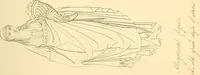 An illustration from The costume of the ancients (1875)