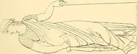 An illustration from The costume of the ancients (1875)
