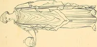 An illustration from The costume of the ancients (1875)