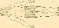 An illustration from The costume of the ancients (1875)