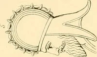 Picture 31 of 236 from The costume of the ancients (1875), leaf 84
