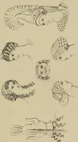 An illustration from The costume of the ancients (1875)
