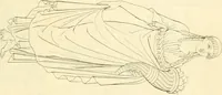Picture 74 of 364 from Costume of the ancients (1812), leaf 174