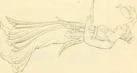 An illustration from Costume of the ancients (1812)