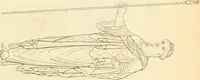 An illustration from Costume of the ancients (1812)