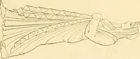 Picture 79 of 364 from Costume of the ancients (1812), leaf 180