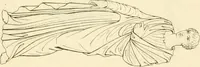 Picture 347 of 364 from Costume of the ancients (1812), leaf 656