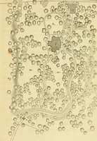 An illustration from Cottage residences : or, A series of designs for rural cottages and cottage villas, and their gardens and grounds ; adapted to North America (1847)