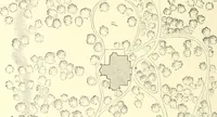 An illustration from Cottage residences; or, A series of designs for rural cottages and cottage villas, and their gardens and grounds (1873)