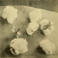 An illustration from Cotton and cotton manufacture (1921)