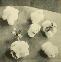 An illustration from Cotton and cotton manufacture (1921)