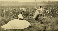 An illustration from Cotton and cotton manufacture (1921)