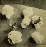 Picture 1 of 34 from Cotton and cotton manufacture (1921), leaf 9