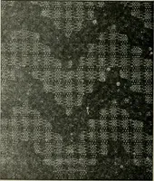 An illustration from A cotton fabrics glossary (1914)