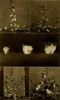 An illustration from Cotton, its cultivation, marketing, manufacture, and the problems of the cotton world (1906)