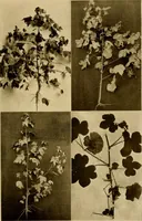 An illustration from Cotton, its cultivation, marketing, manufacture, and the problems of the cotton world (1906)