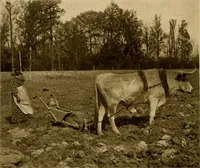 An illustration from Cotton, its cultivation, marketing, manufacture, and the problems of the cotton world (1906)