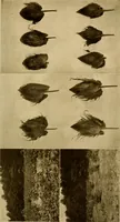 An illustration from Cotton, its cultivation, marketing, manufacture, and the problems of the cotton world (1906)