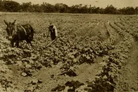 An illustration from Cotton, its cultivation, marketing, manufacture, and the problems of the cotton world (1906)