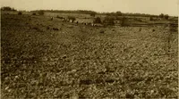 An illustration from Cotton, its cultivation, marketing, manufacture, and the problems of the cotton world (1906)