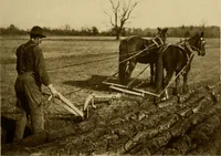 An illustration from Cotton, its cultivation, marketing, manufacture, and the problems of the cotton world (1906)