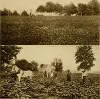 An illustration from Cotton, its cultivation, marketing, manufacture, and the problems of the cotton world (1906)
