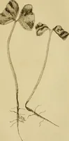 An illustration from Cotton, its cultivation, marketing, manufacture, and the problems of the cotton world (1906)