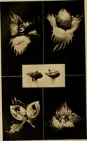 An illustration from Cotton, its cultivation, marketing, manufacture, and the problems of the cotton world (1906)