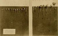 An illustration from Cotton, its cultivation, marketing, manufacture, and the problems of the cotton world (1906)
