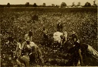 An illustration from Cotton, its cultivation, marketing, manufacture, and the problems of the cotton world (1906)