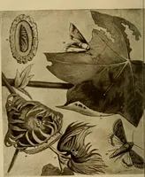 An illustration from Cotton, its cultivation, marketing, manufacture, and the problems of the cotton world (1906)
